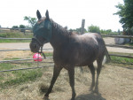 Old ponyy - Appaloosa (4 Jahre)