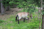 Wildparkpferd - Przewalski-Pferd